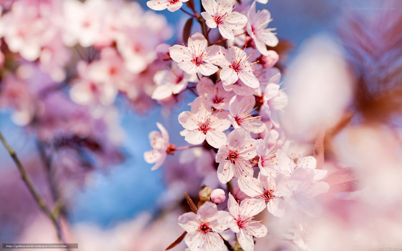 Pink cherry blossoms in bloom