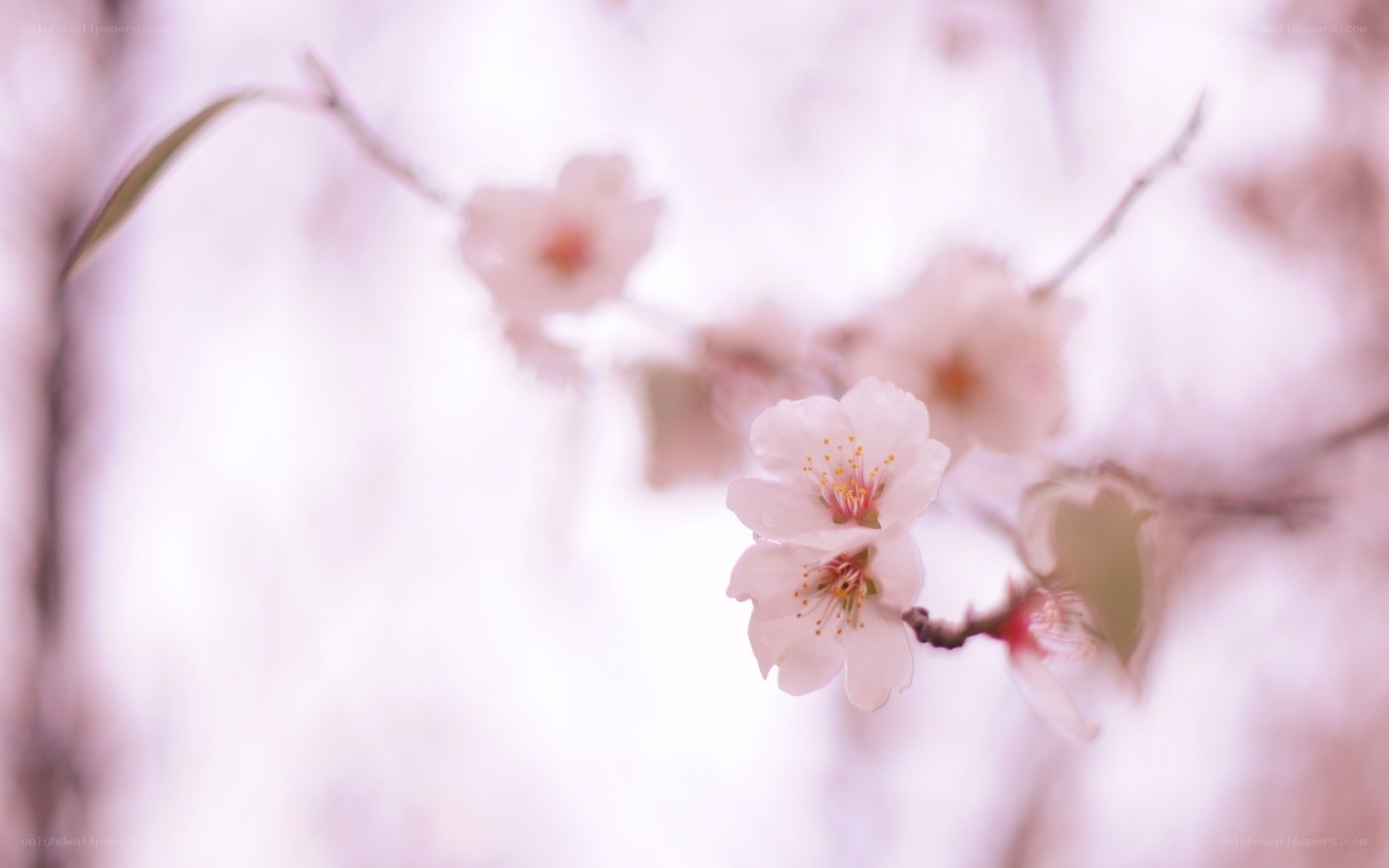Pink cherry blossoms in bloom