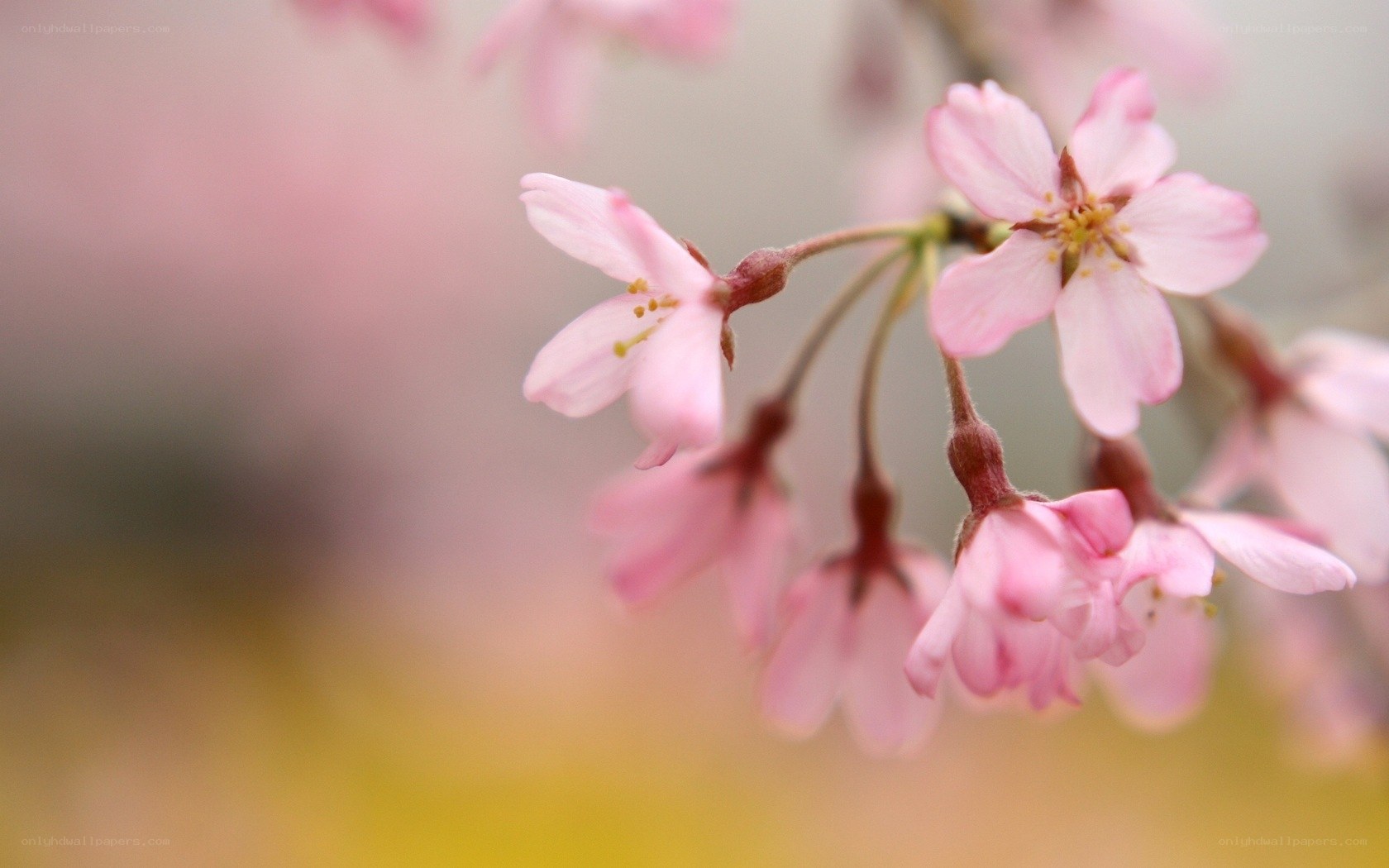 Pink cherry blossoms in bloom
