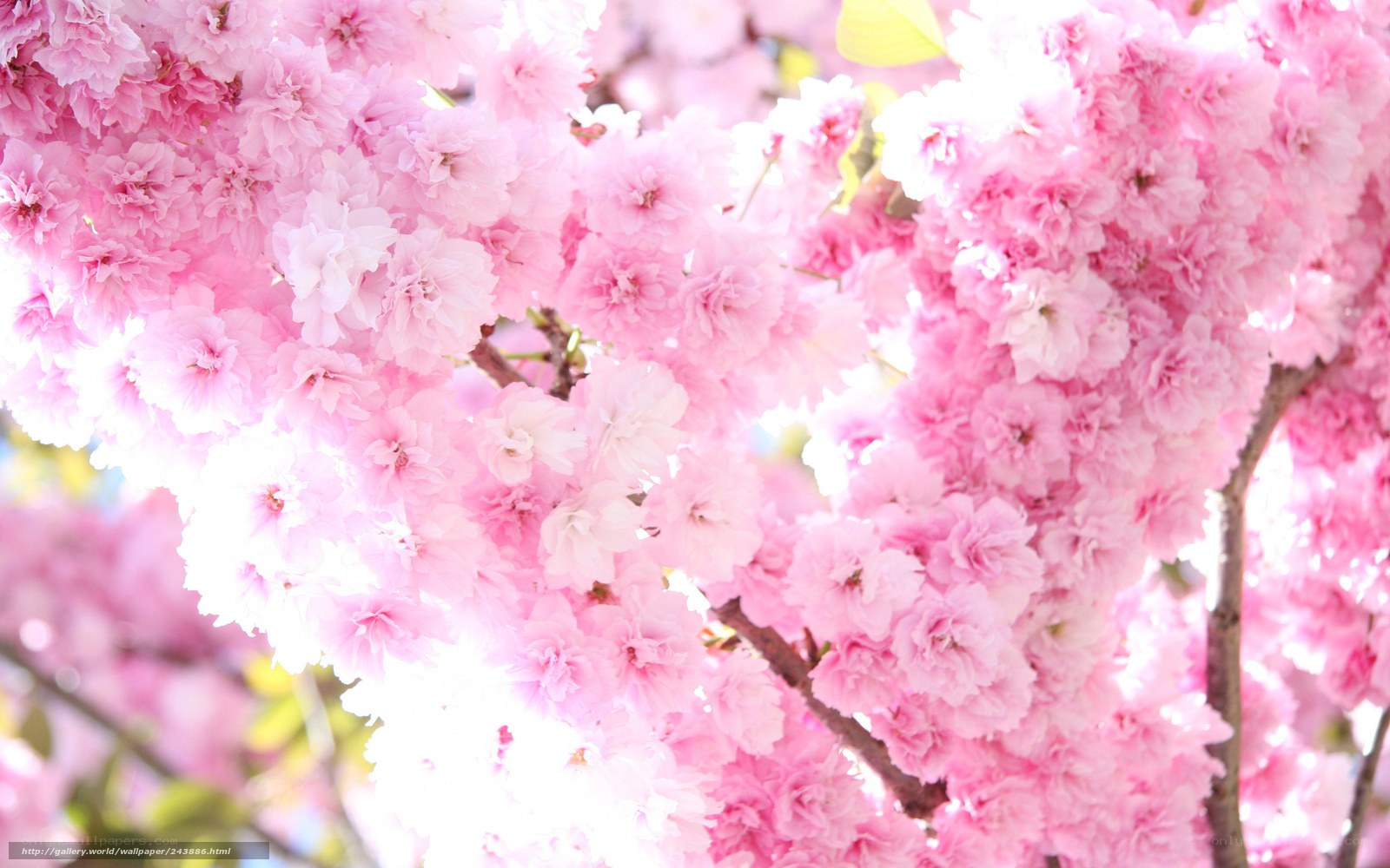 Pink cherry blossoms in bloom