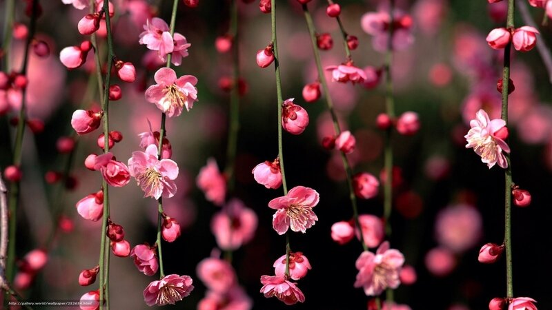 Pink cherry blossoms in bloom
