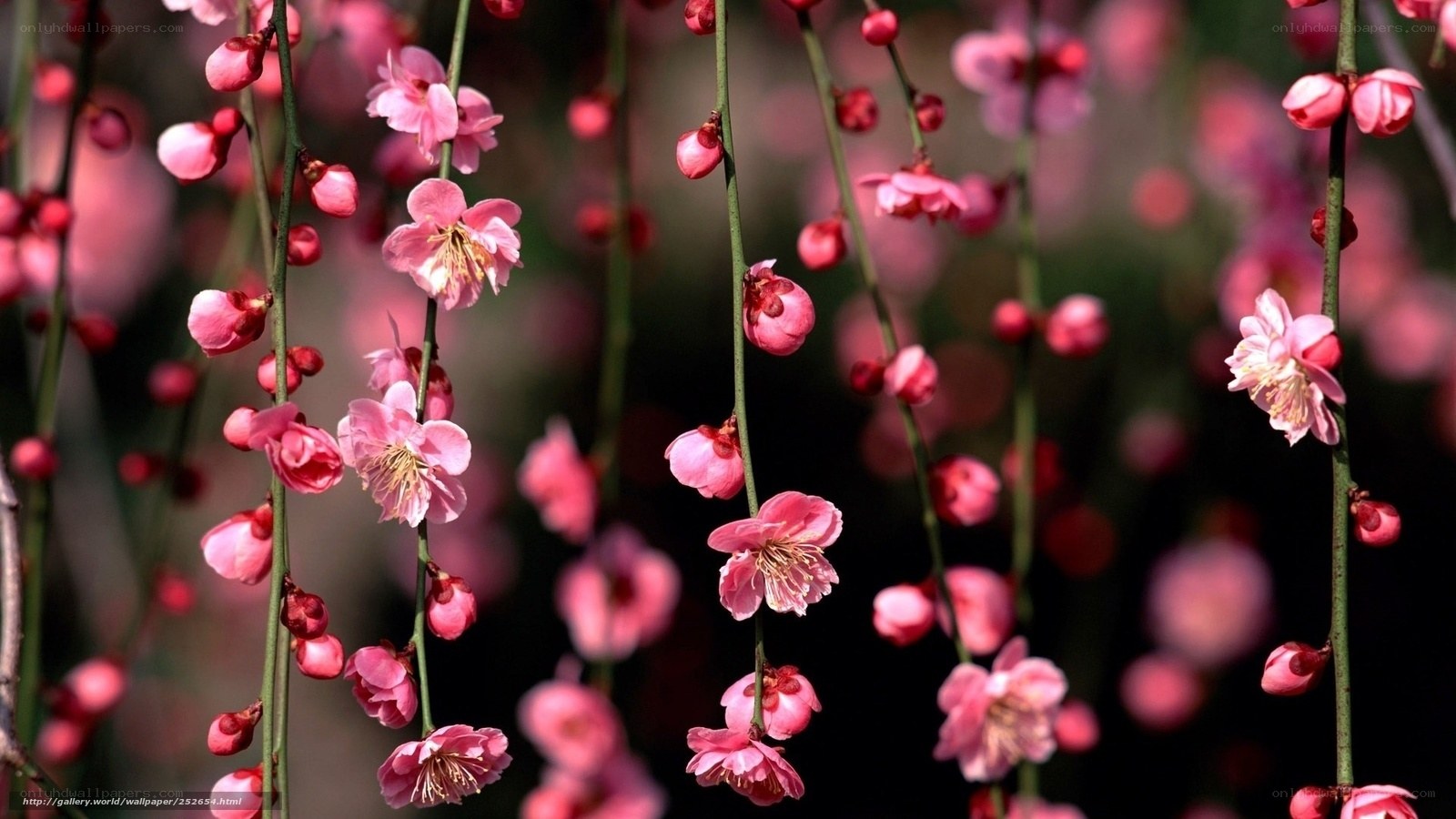 Pink cherry blossoms in bloom