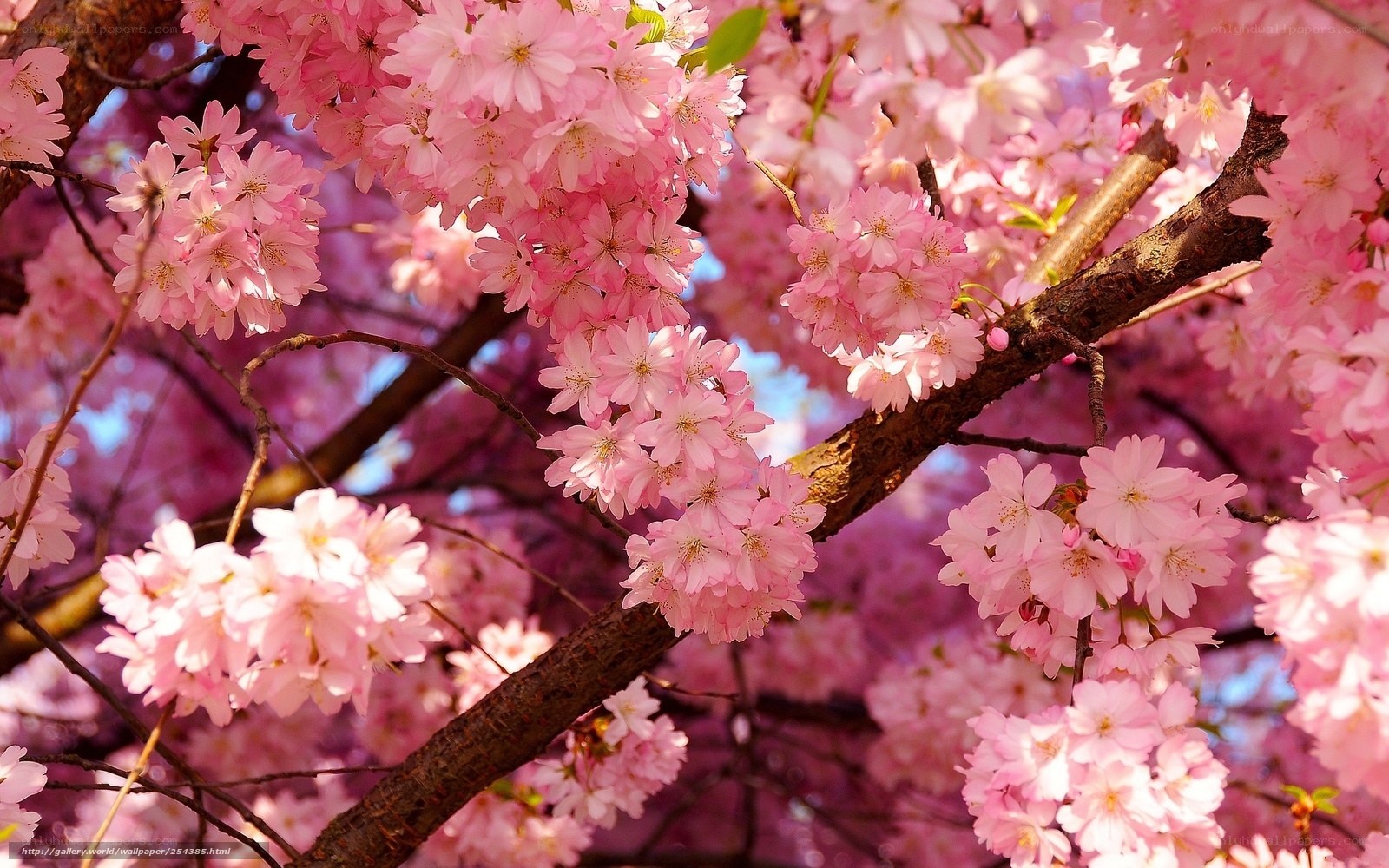 Pink cherry blossoms in bloom