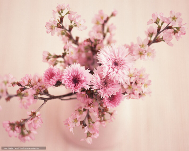 Pink cherry blossoms in bloom