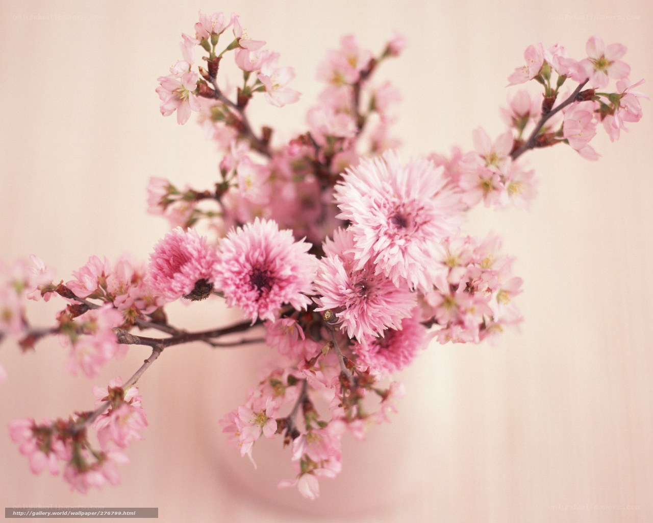 Pink cherry blossoms in bloom
