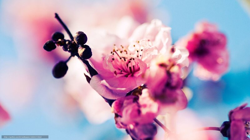 Pink cherry blossoms in bloom
