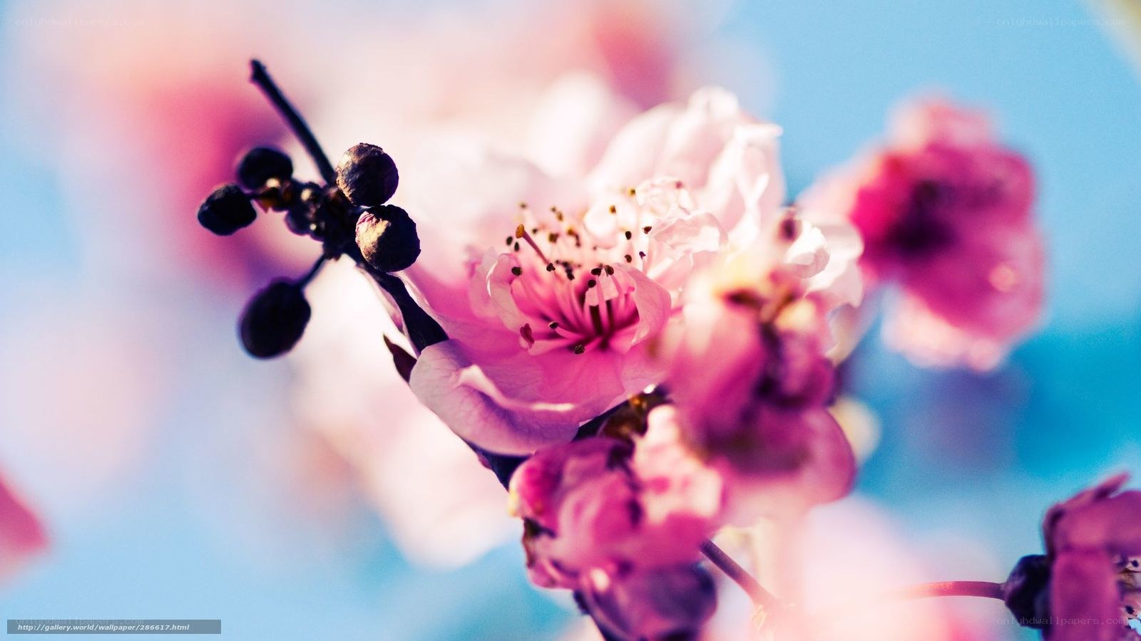 Pink cherry blossoms in bloom