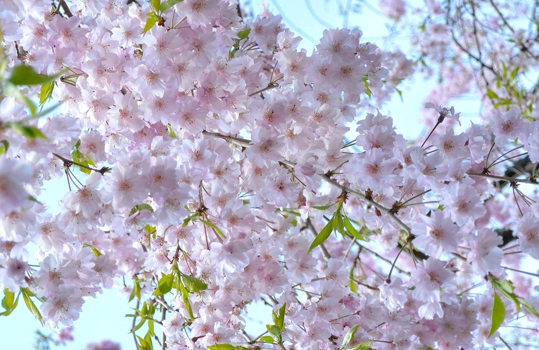 Pink cherry blossoms in bloom