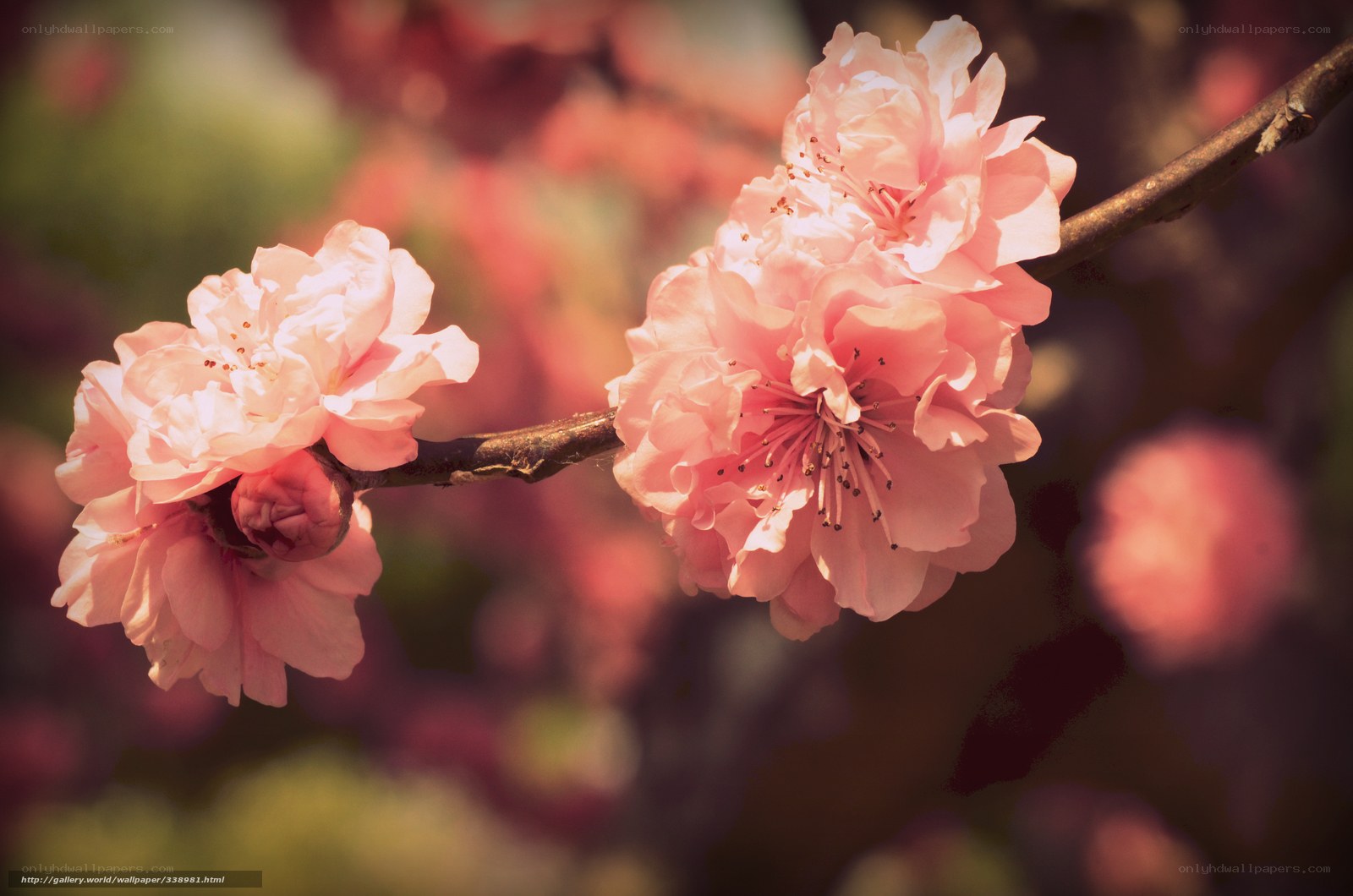 Pink cherry blossoms in bloom