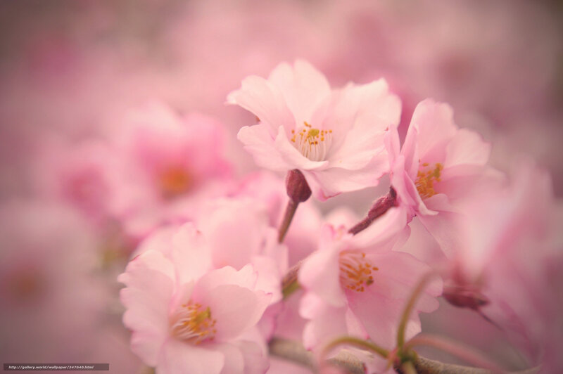 Pink cherry blossoms in bloom