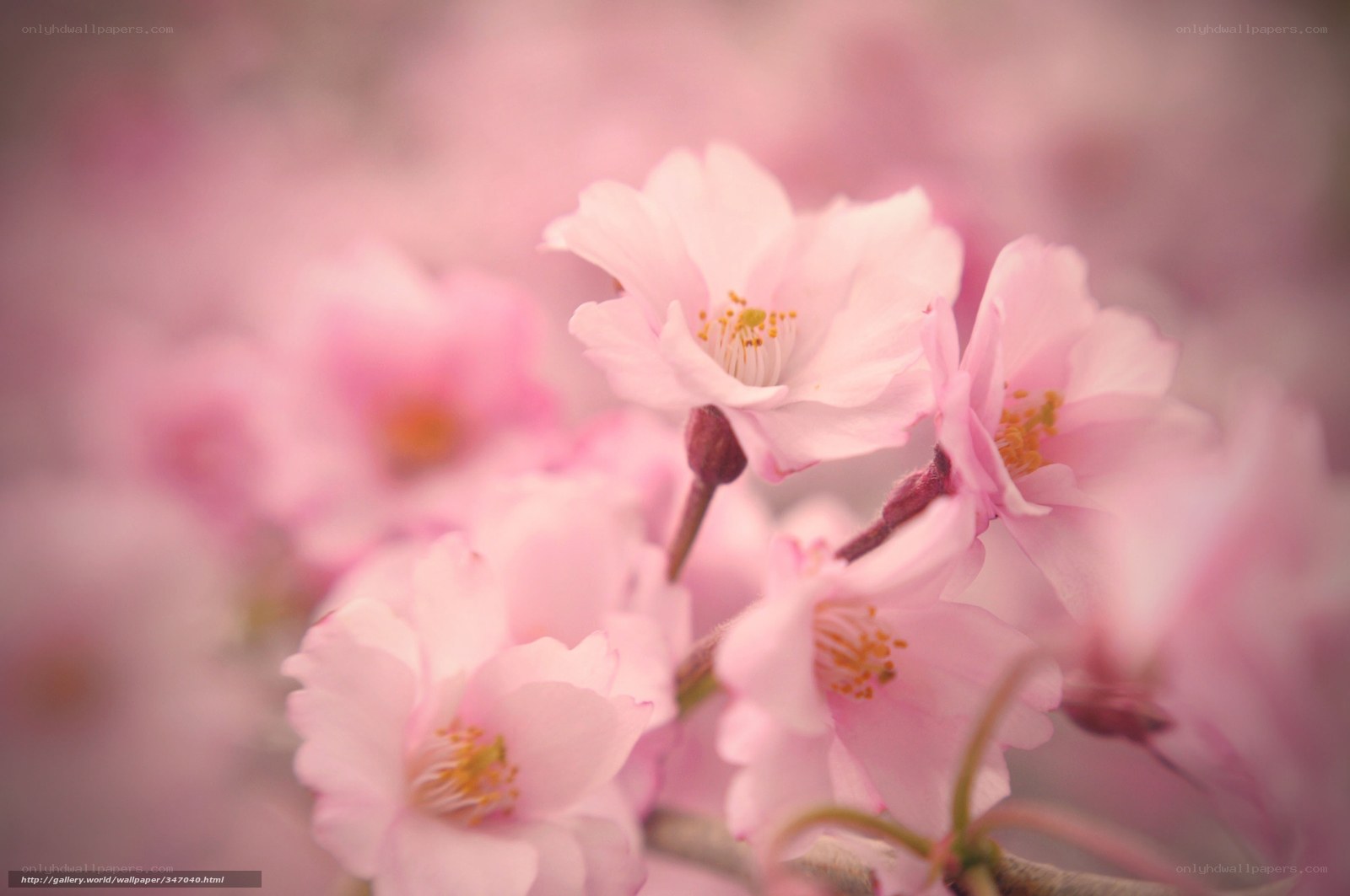 Pink cherry blossoms in bloom