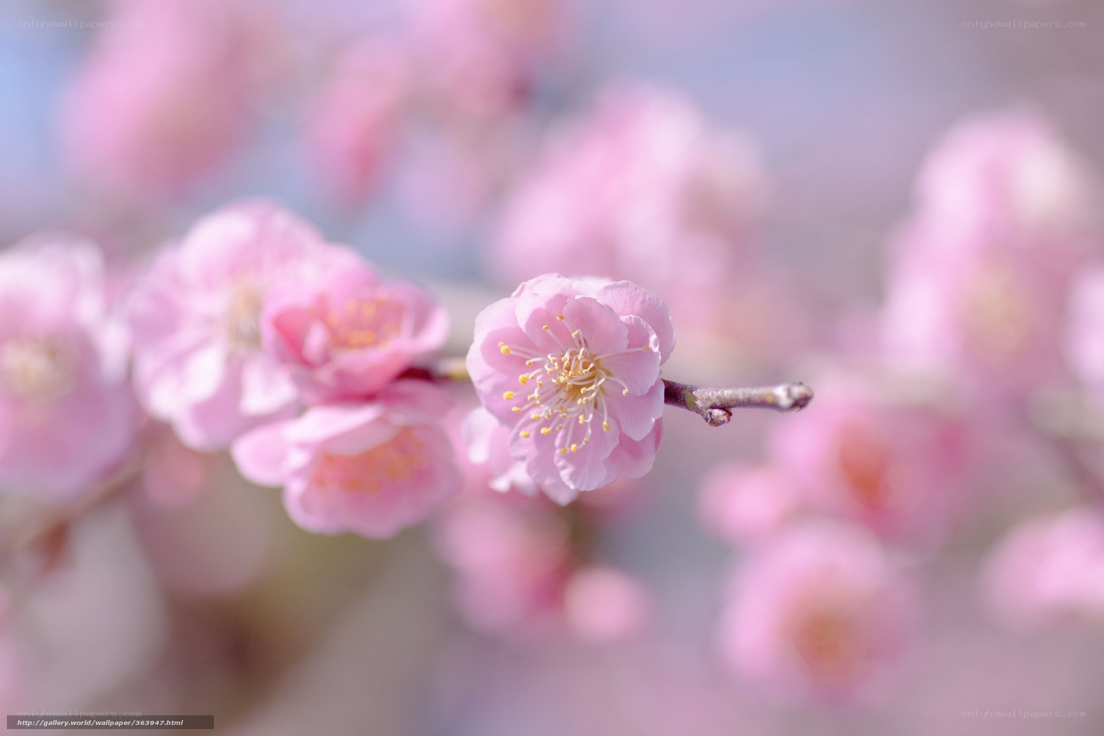 Pink cherry blossoms in bloom