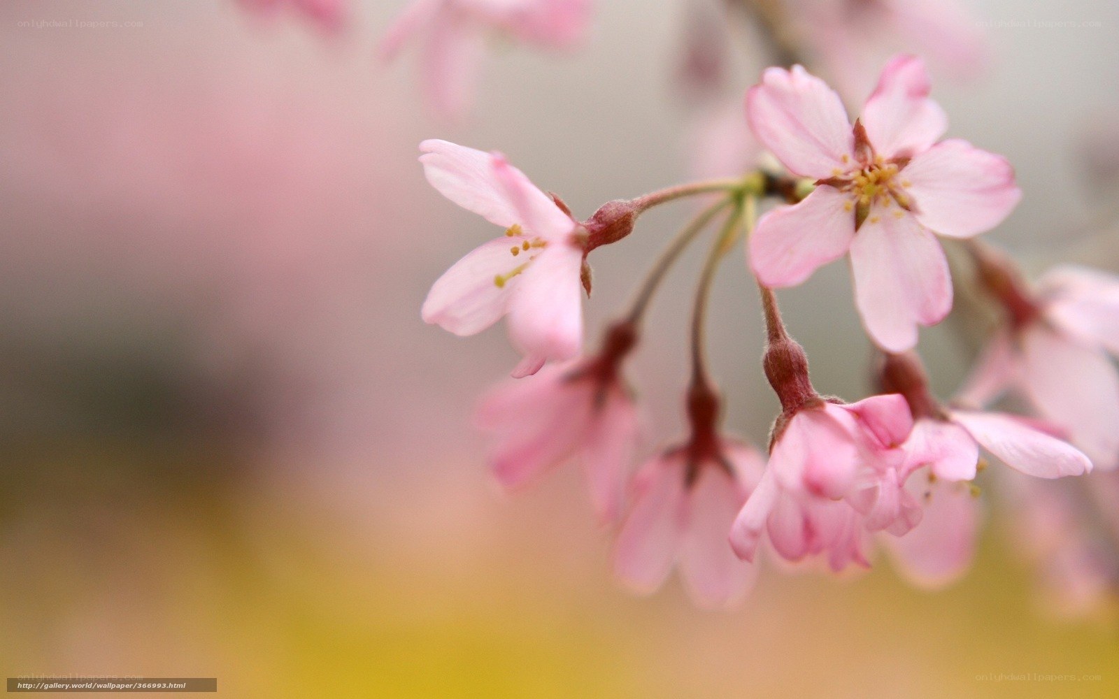 Pink cherry blossoms in bloom