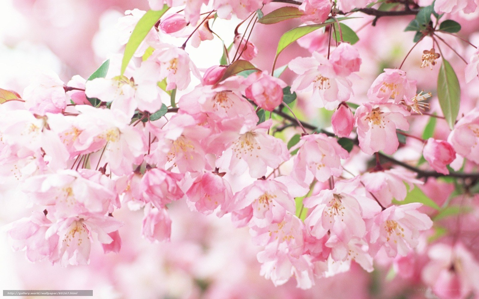 Pink cherry blossoms in bloom