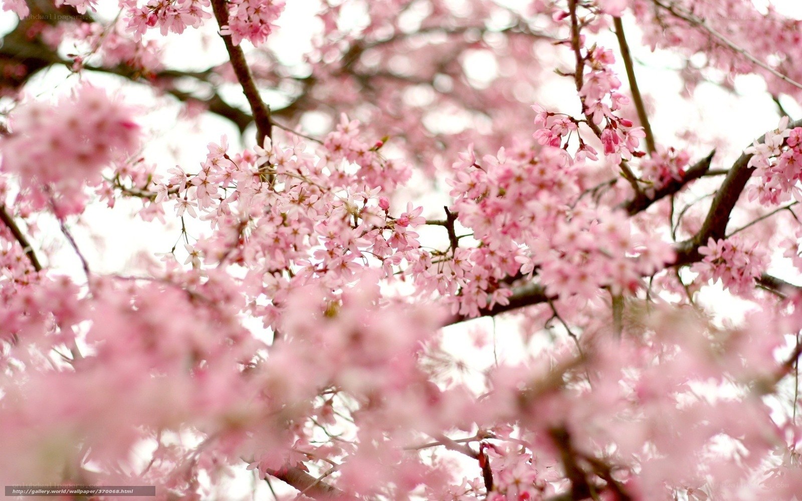 Pink cherry blossoms in bloom