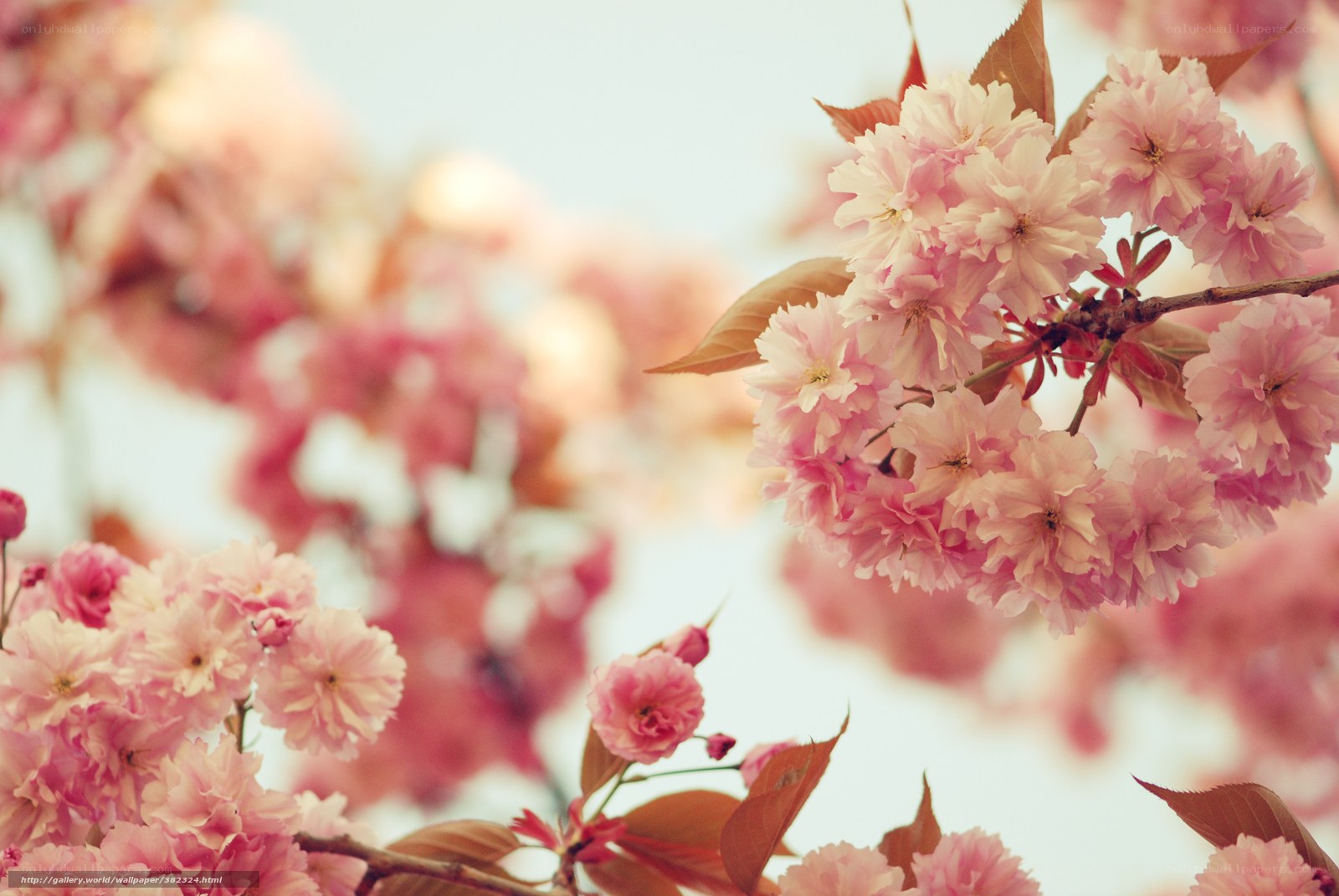 Pink cherry blossoms in bloom