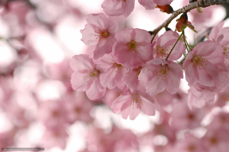 Pink cherry blossoms in bloom