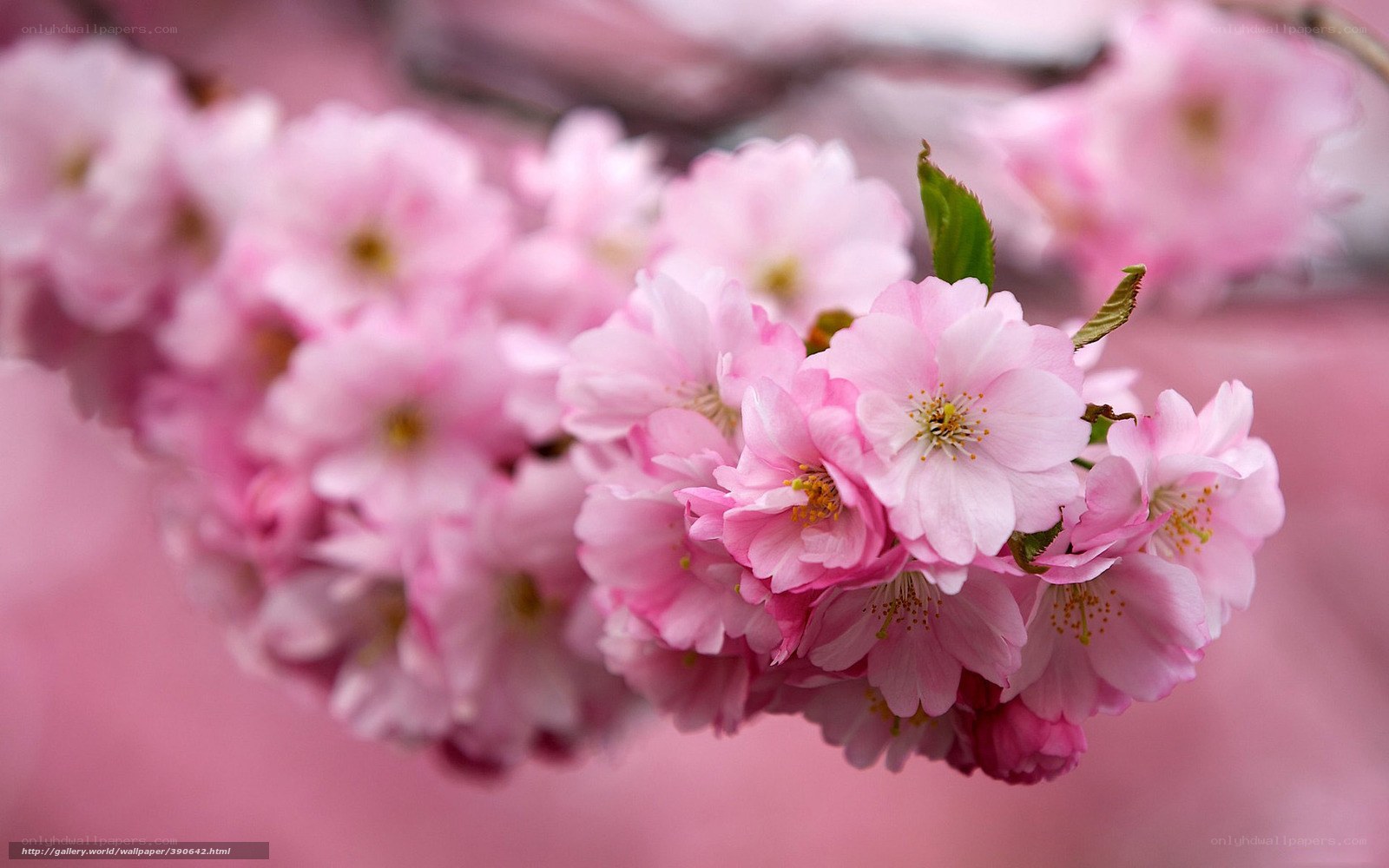 Pink cherry blossoms in bloom