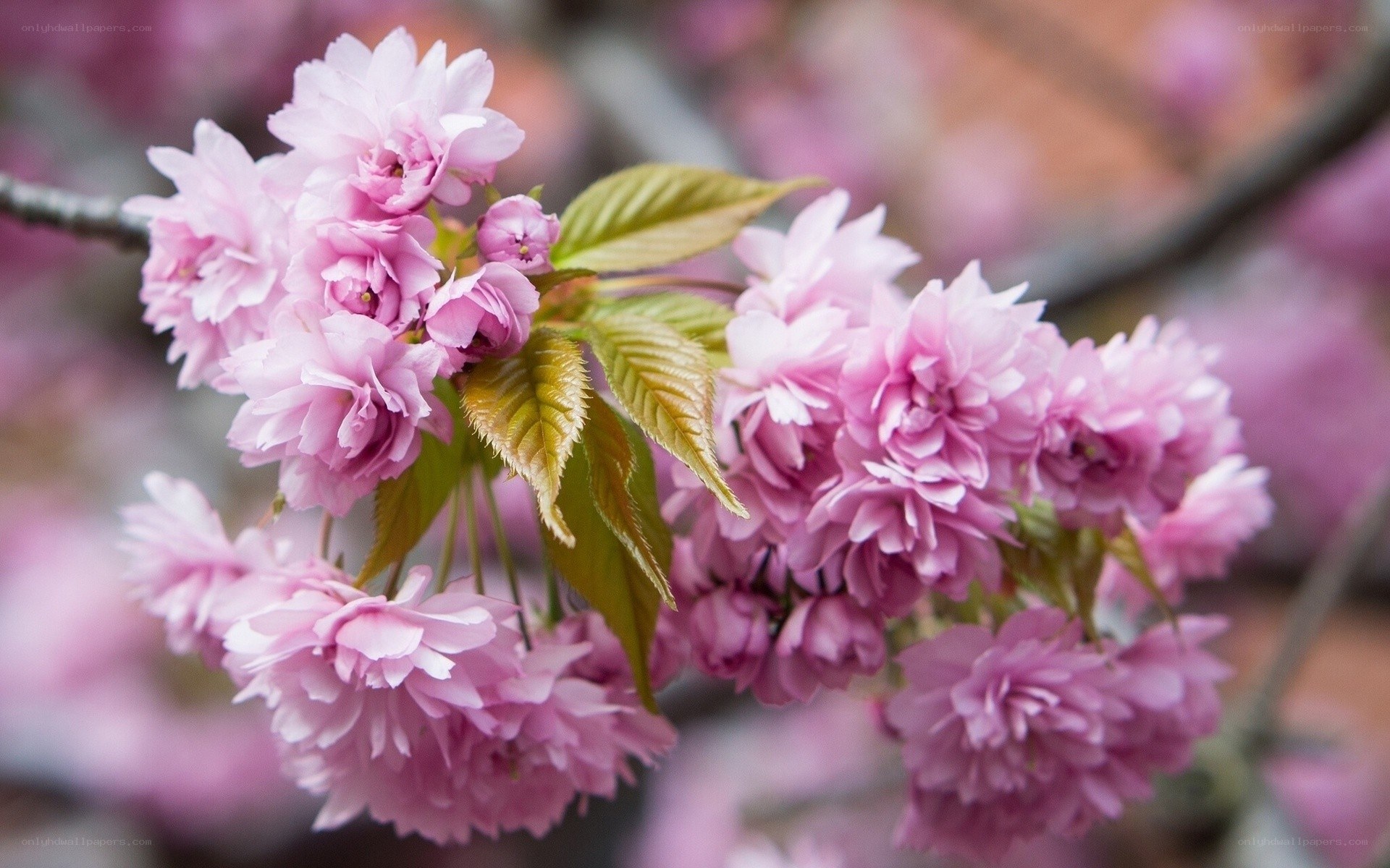 Pink cherry blossoms in bloom