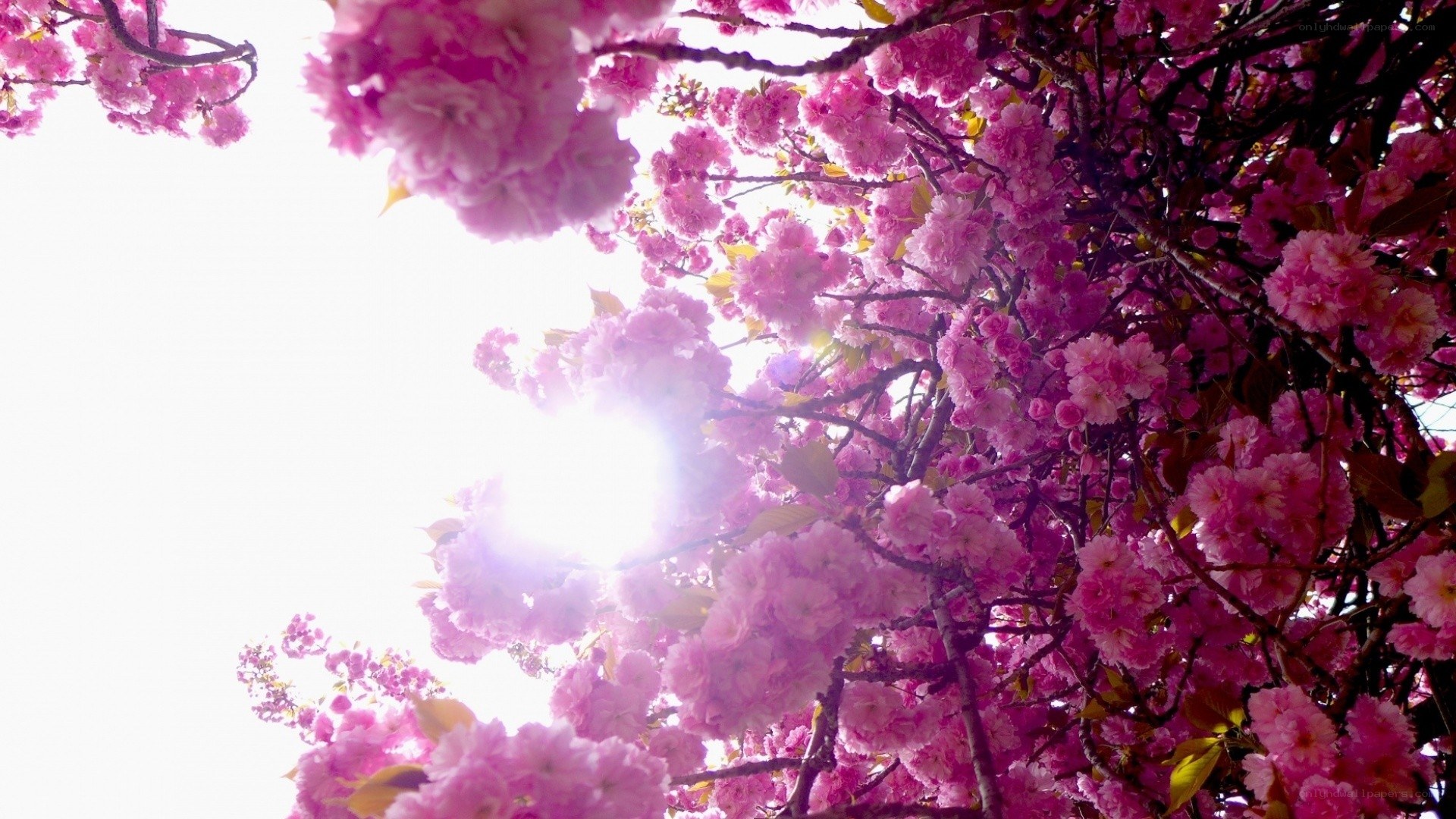 Pink cherry blossoms in bloom