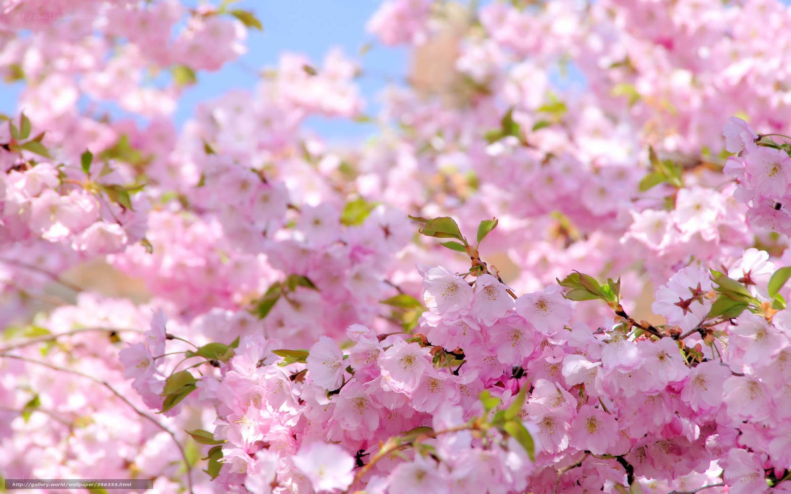 Pink cherry blossoms in bloom