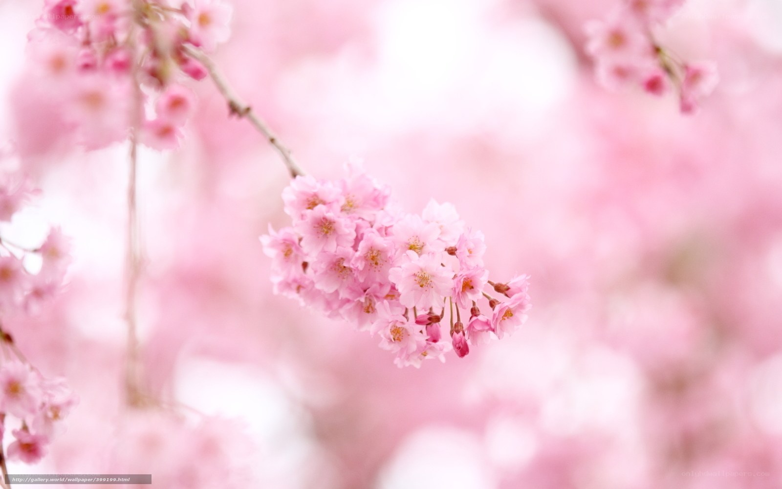 Pink cherry blossoms in bloom