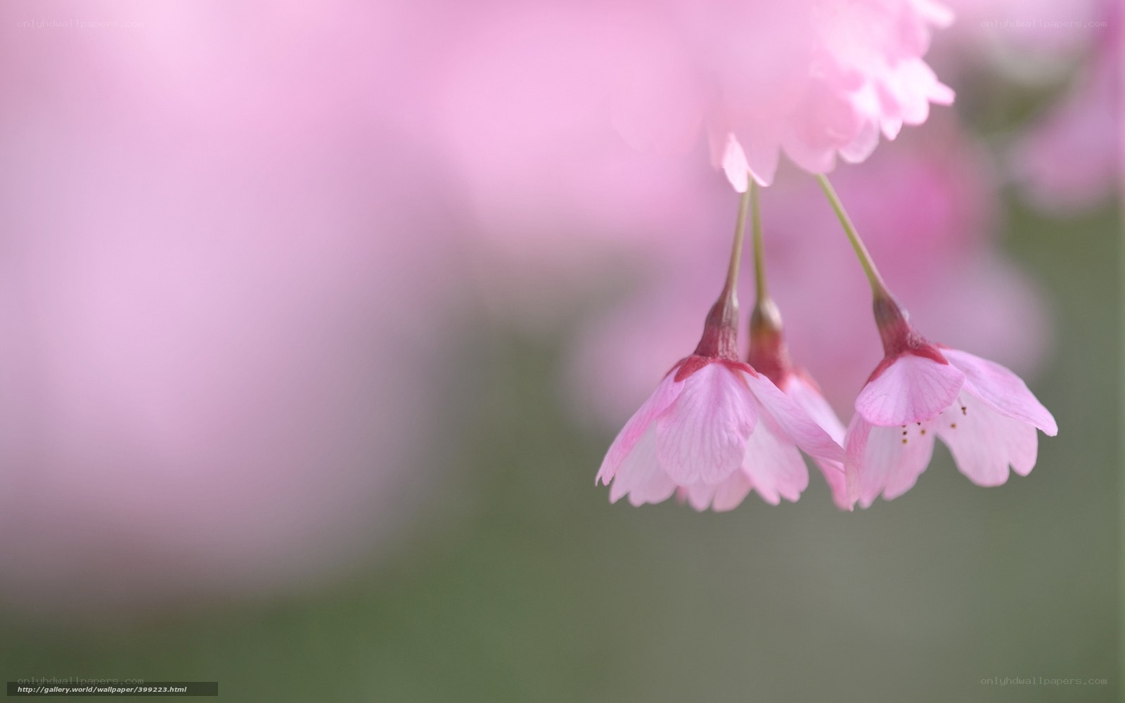 Pink cherry blossoms in bloom