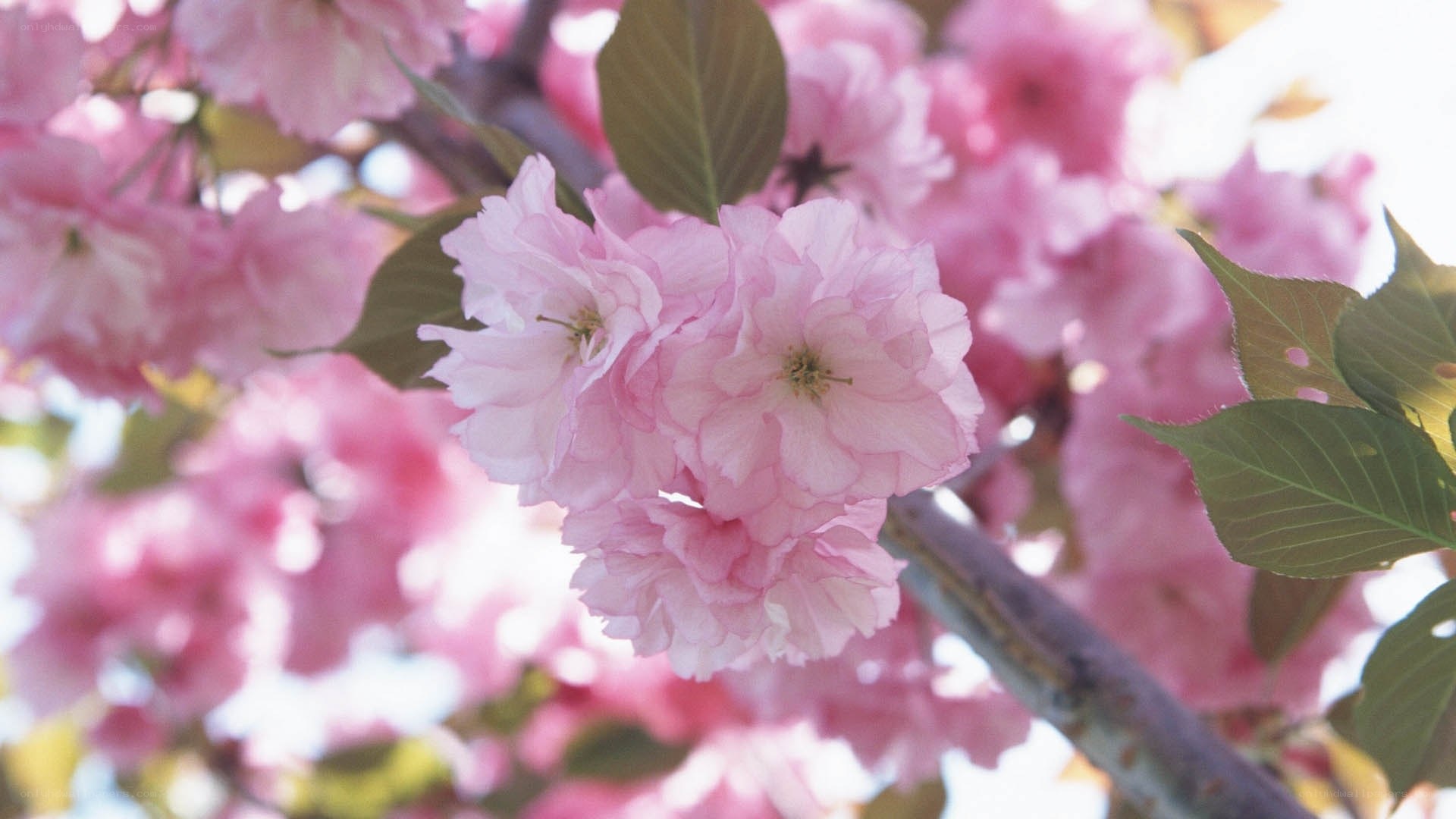 Pink cherry blossoms in bloom