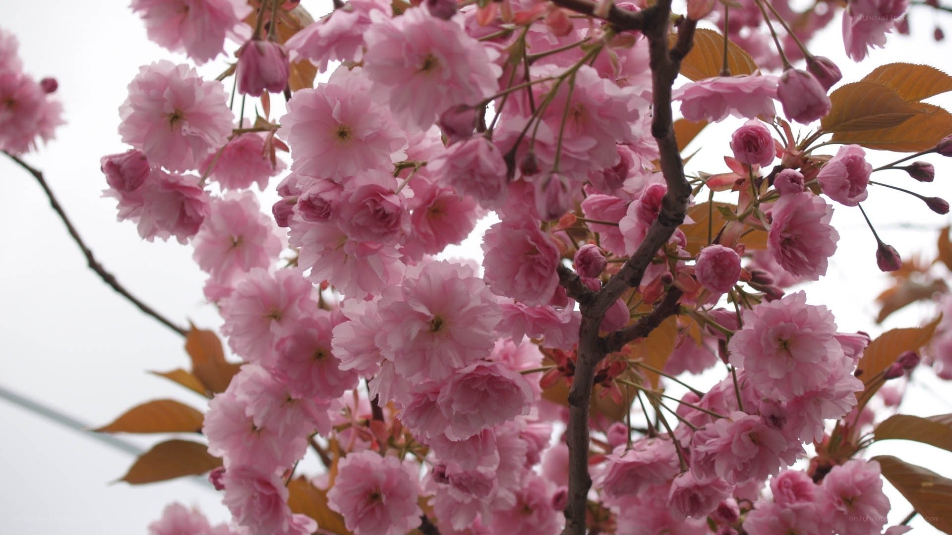 Pink cherry blossoms in bloom
