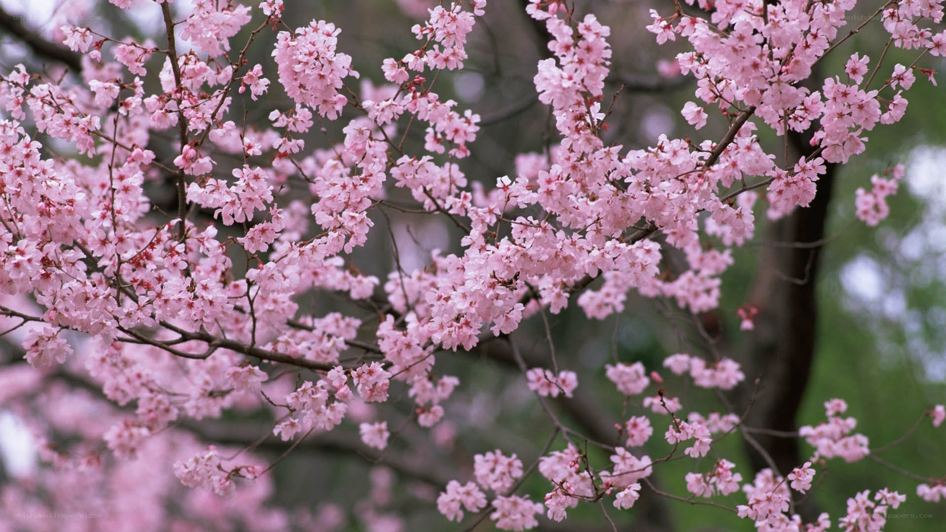 Pink cherry blossoms in bloom