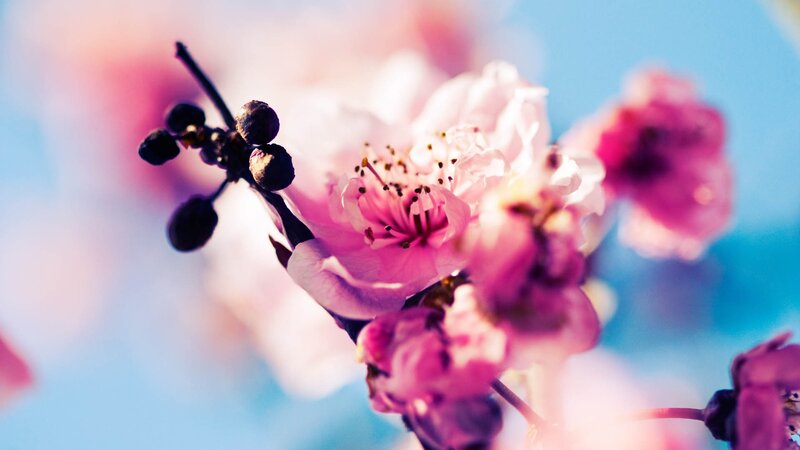 Pink cherry blossoms in bloom