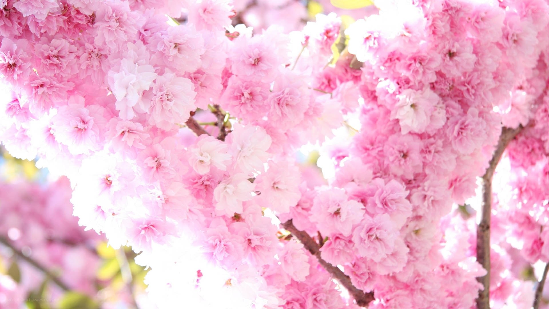 Pink cherry blossoms in bloom