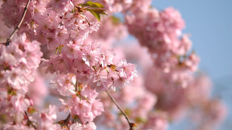 Pink cherry blossoms in bloom