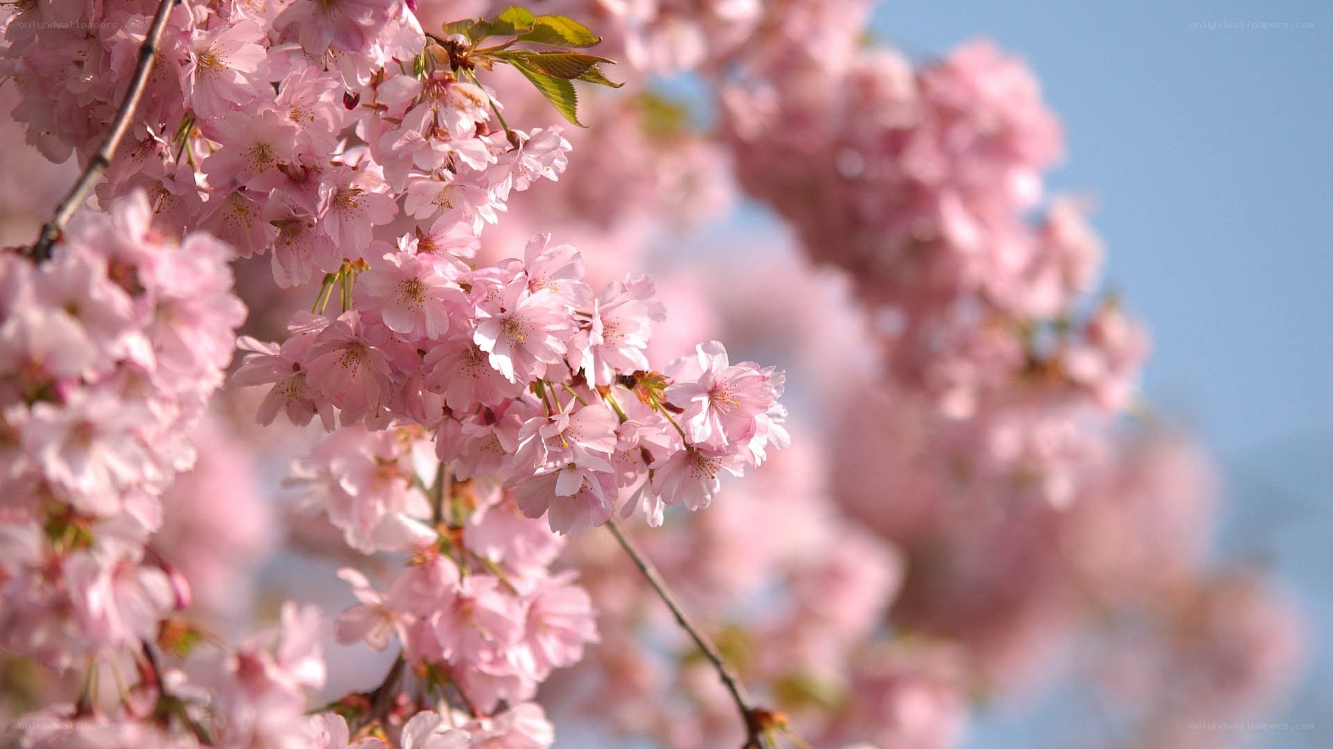 Pink cherry blossoms in bloom