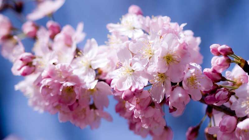 Pink cherry blossoms in bloom