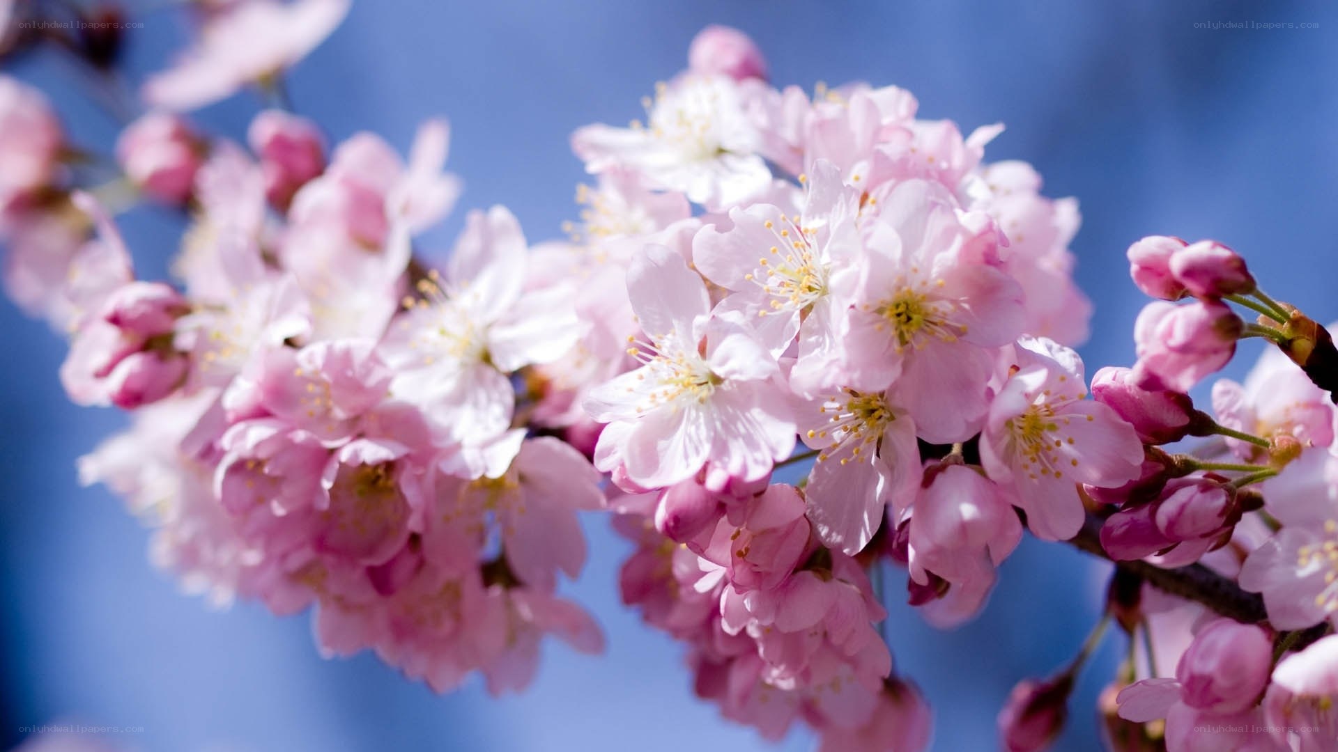 Pink cherry blossoms in bloom