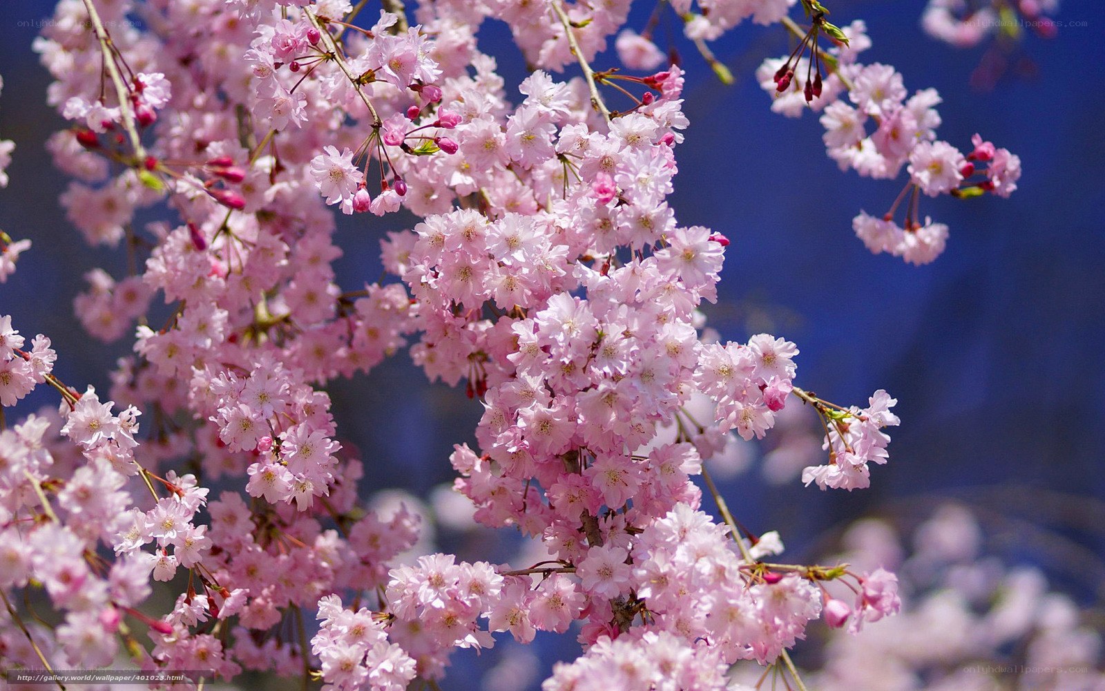 Pink cherry blossoms in bloom