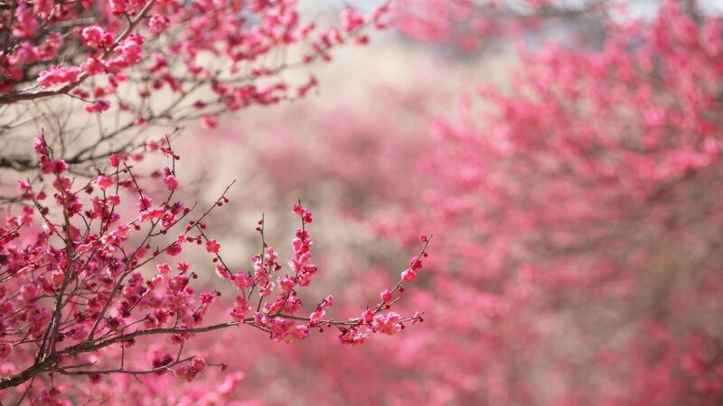 Pink cherry blossoms in bloom