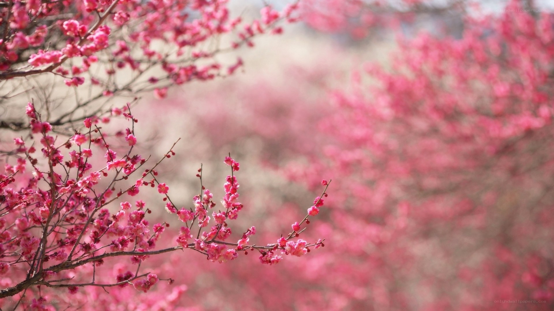 Pink cherry blossoms in bloom
