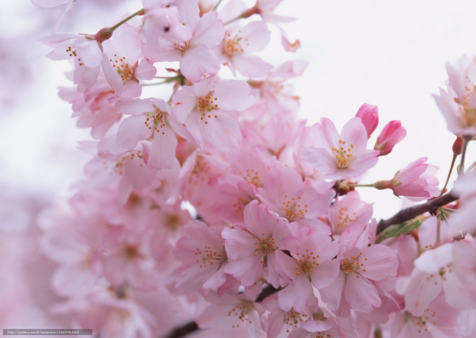 Pink cherry blossoms in bloom