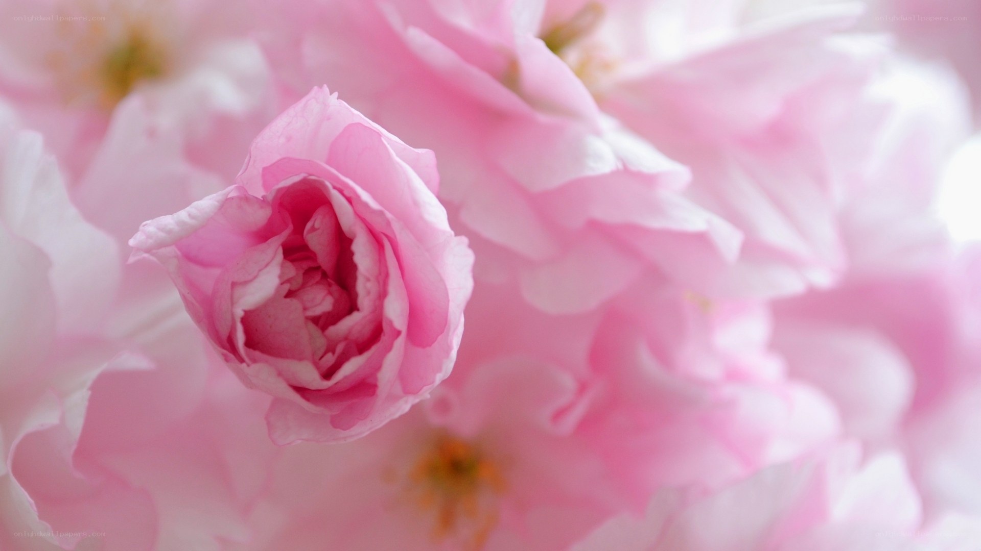 Pink cherry blossoms in bloom