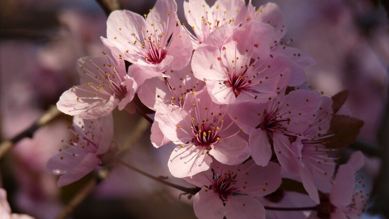 Pink cherry blossoms in bloom