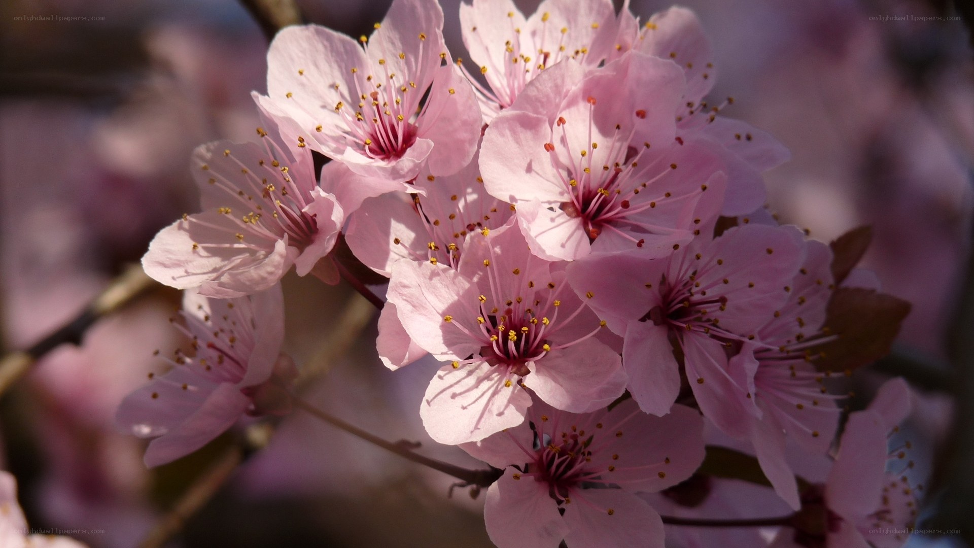 Pink cherry blossoms in bloom