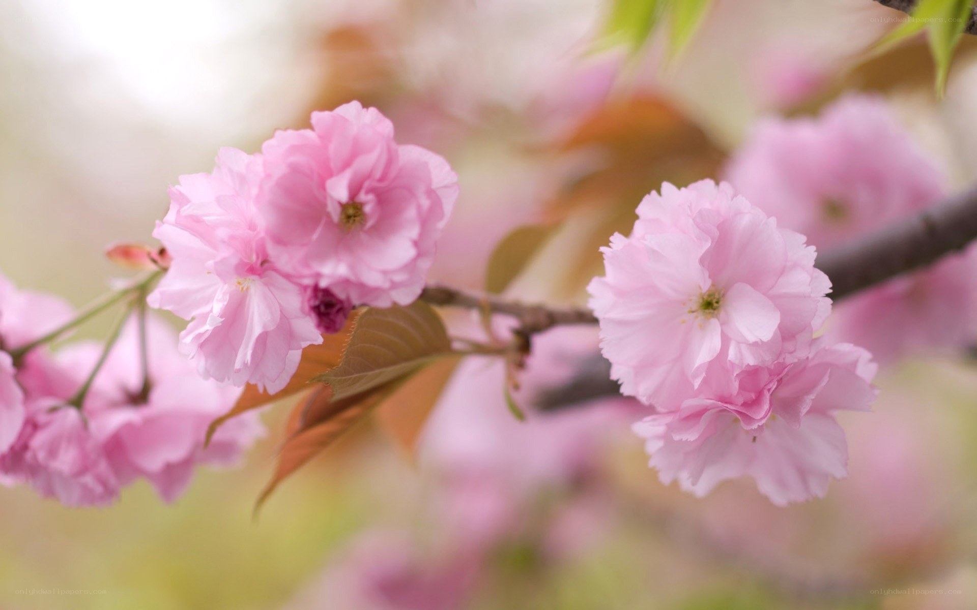 Pink cherry blossoms in bloom