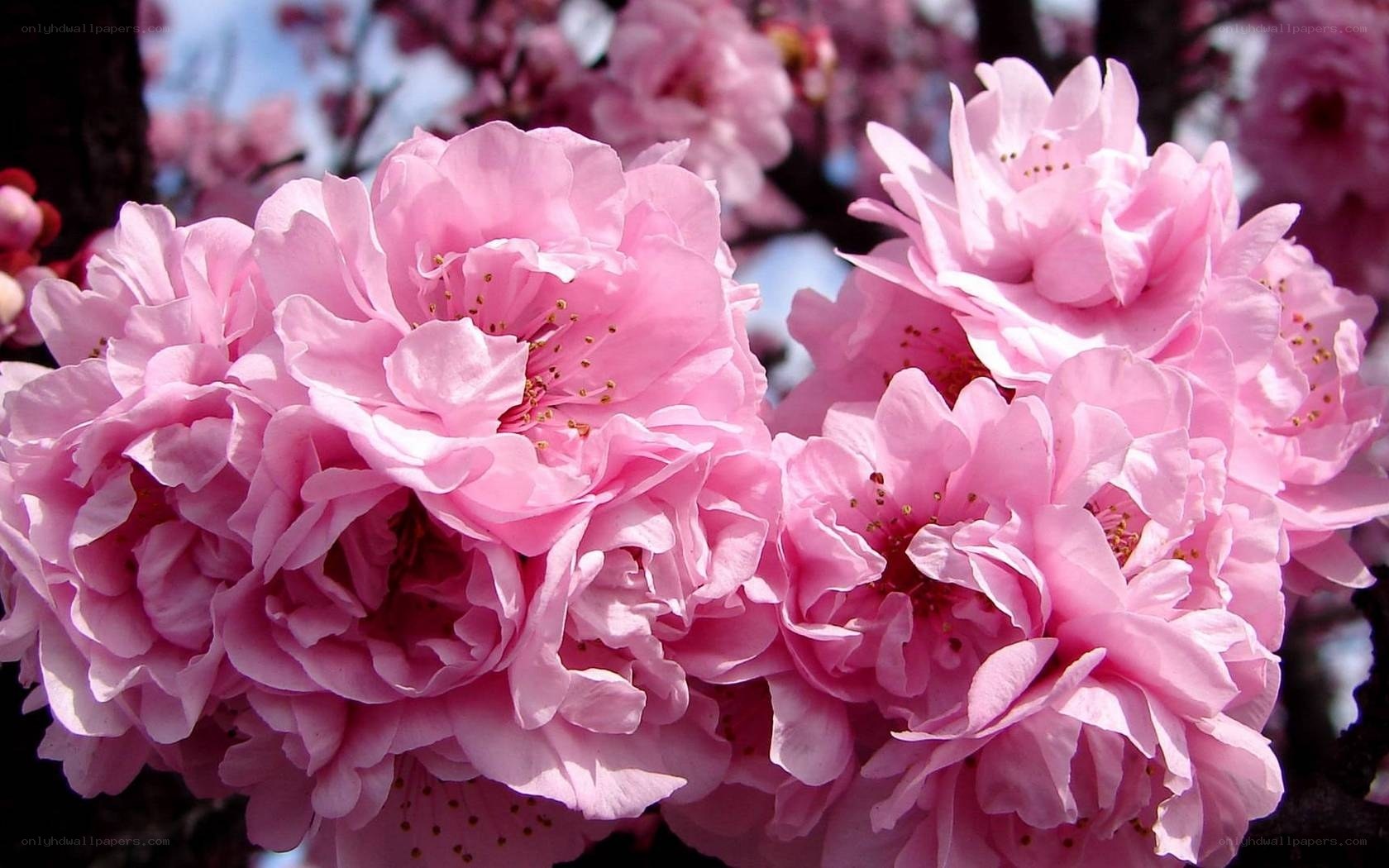 Pink cherry blossoms in bloom