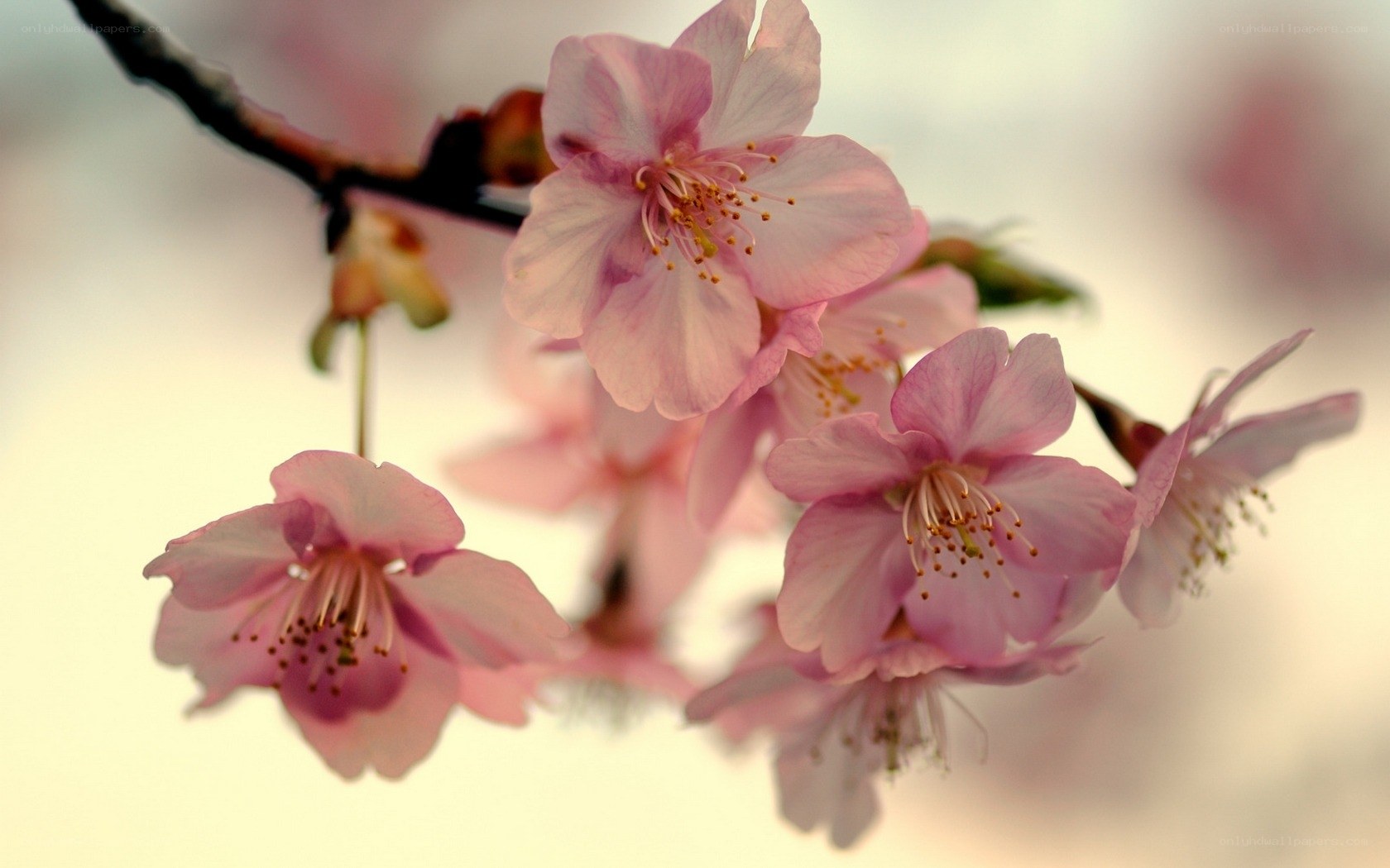 Pink cherry blossoms in bloom