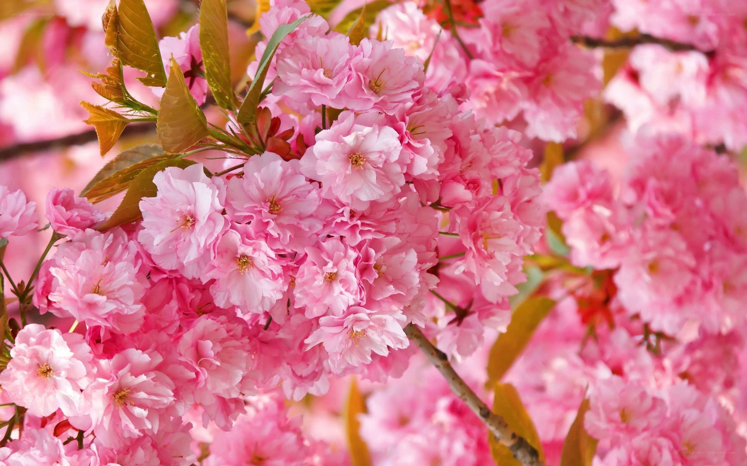 Pink cherry blossoms in bloom