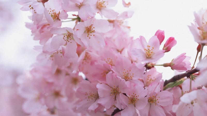 Pink cherry blossoms in bloom