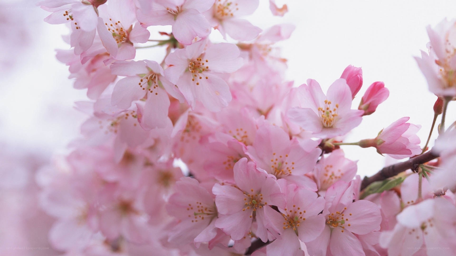 Pink cherry blossoms in bloom