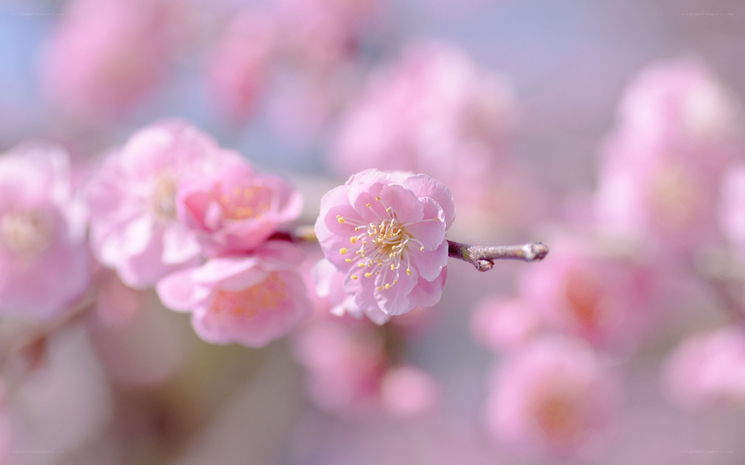 Pink cherry blossoms in bloom